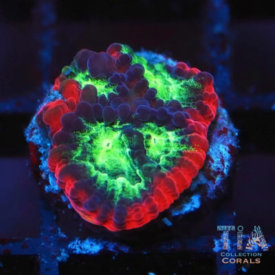 JF Psycho Rainbow Rim Favia