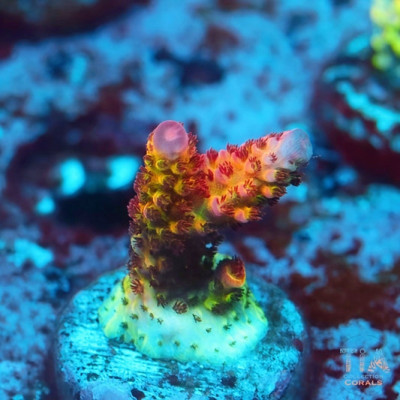 PC Rainbow Acropora Frag