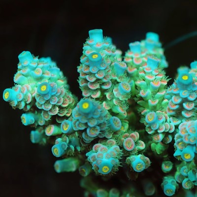 TIA Blue Tide Acropora Colony (cut to order)