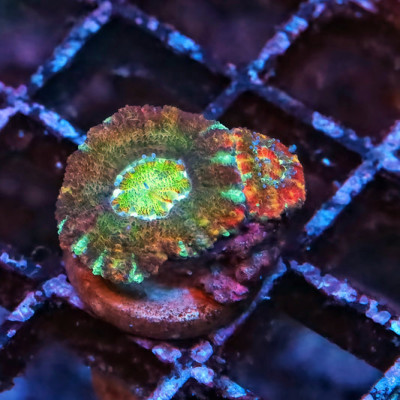 Hulk Smash Asian Rainbow Acan Frag