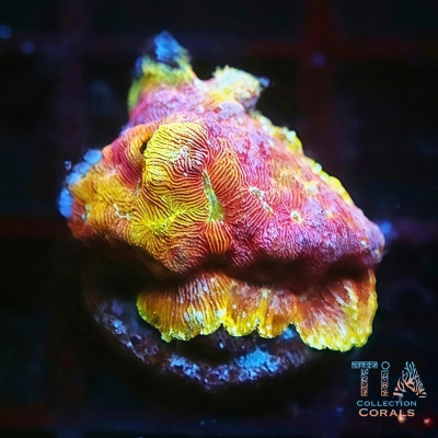 TIA Lunar Landing Leptoseris Frag