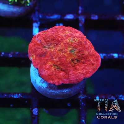 TIA Red Velvet Chalice