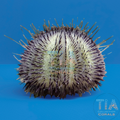 Pincushion Urchin