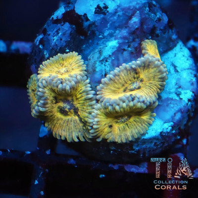 TIA Golden Age Zoanthids Frag