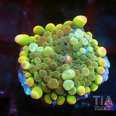 Kiwi Sunrise Yuma Mushroom