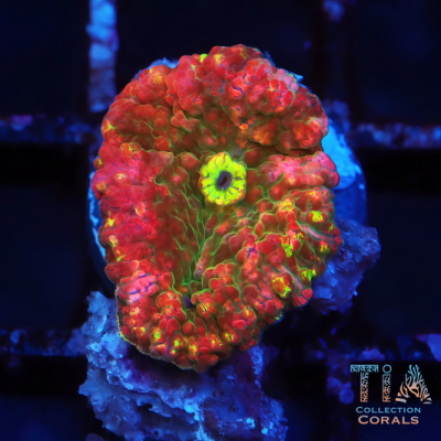 TIA Cherry Bomb Bounce Mushroom