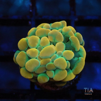 Royal Gold Hammer Frag