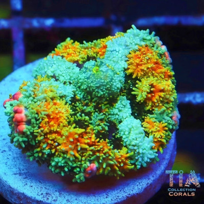 TIA Insane Frankenstein Mushroom