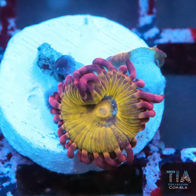 Chiquita Zoanthids Frag