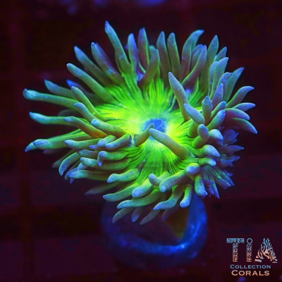 Aussie Neon Green Duncan Frag