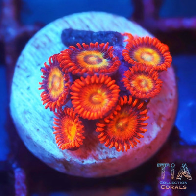 Hyper Ham Ham Zoanthids