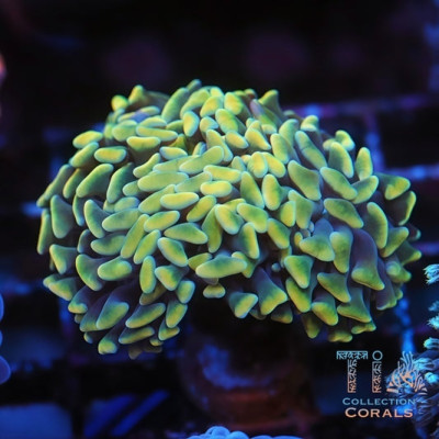 Shiny Yellow and Purple Branching Hammer Frag