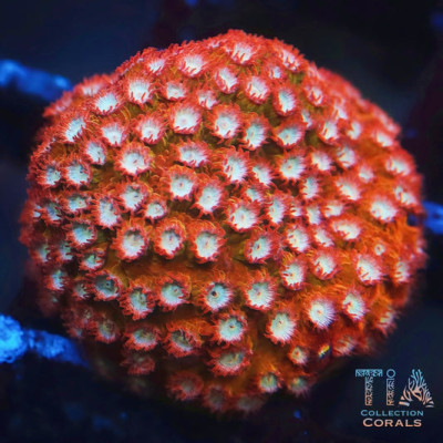 Orange Cyphastrea Frag