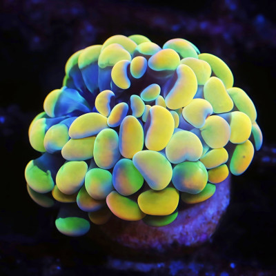 Rainbow Gold Hammer Frag
