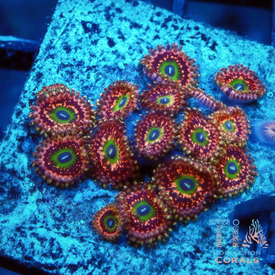 Demogorgon Zoanthids Frag