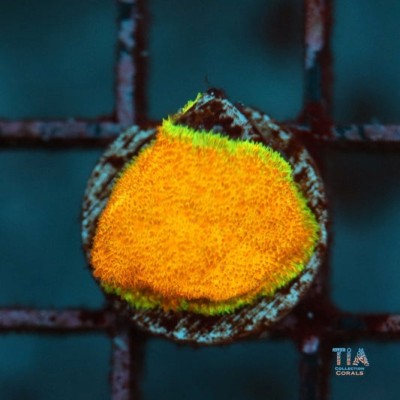 Ecc Golden Charm Psammocora