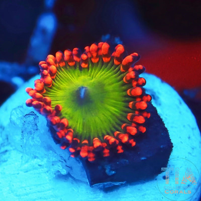 Oompa Loompa Zoanthids Frag