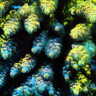 TIA Signature Chromaflair *Grafted* Colony (cut to order)