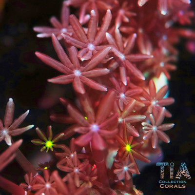 Pink Clove Polyps Frag