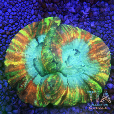 TIA Tiger Stripe Trachyphyllia