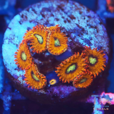 Pikachu Zoanthids