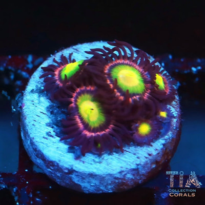Pink Kraken Zoanthids