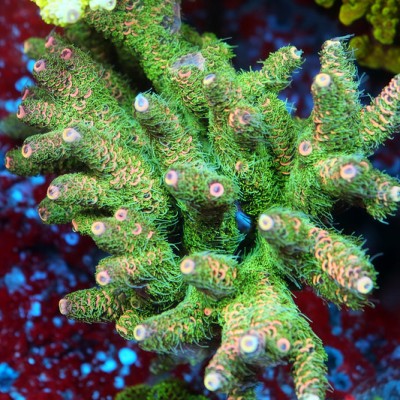 TIA Salix Acropora Colony (cut to order）