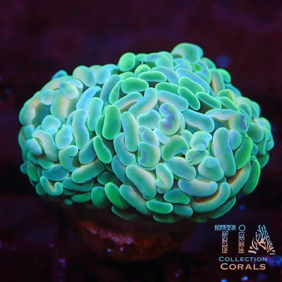 Avocado Jelly Hammer Frag