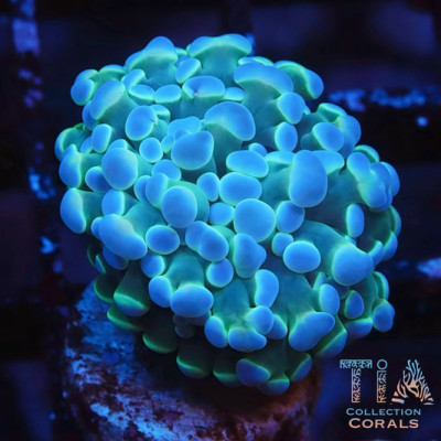 TIA Violet Lightning Hammer Frag