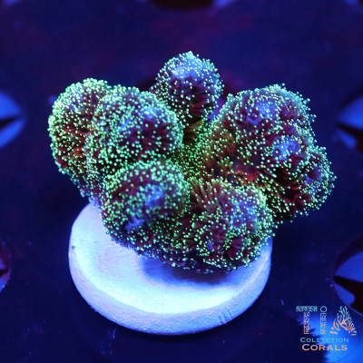 Mint Green Pocillopora Frag