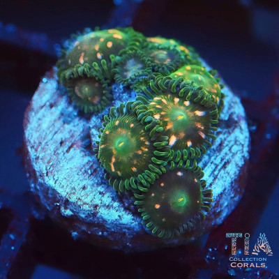 Jurassic Park Zoanthids Frag