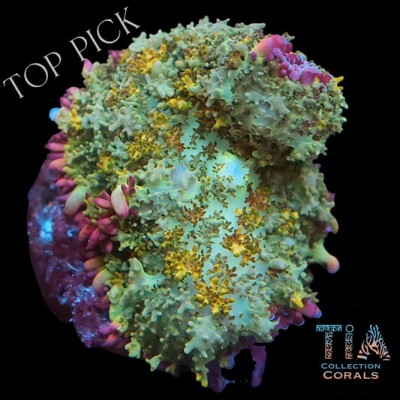 TIA Petal Garden Rhodactis Mushroom