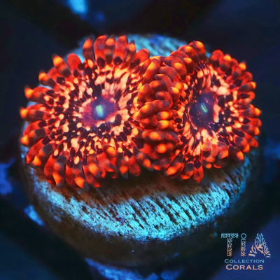 Utter Chaos Zoanthids Frag
