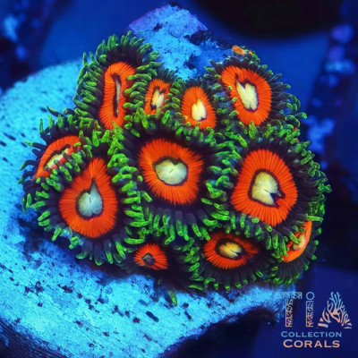 Fairy Tale Zoanthids Frag