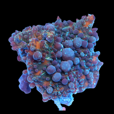 Mr. Freak Bounce Mushroom (Big Mama)