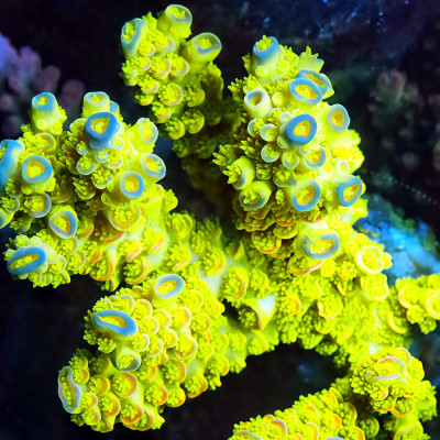 TIA Yellow Jacket Tenuis Colony (cut to order)