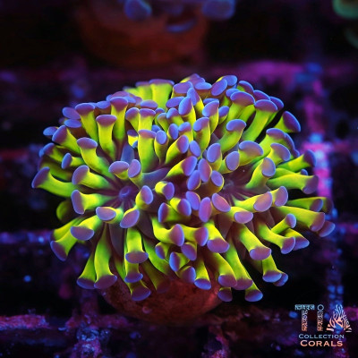 Purple Tips Rainbow Hammer Frag
