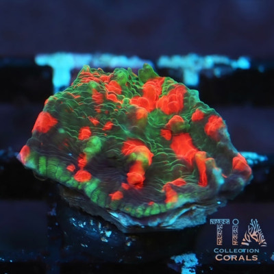TIA Opposite Day Chalice Frag