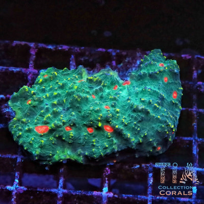 Miami Hurricane Chalice Colony (cut to order)