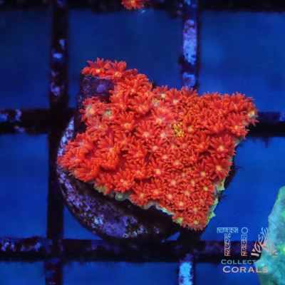 TIA Fireball Rainbow Bernardpora Frag