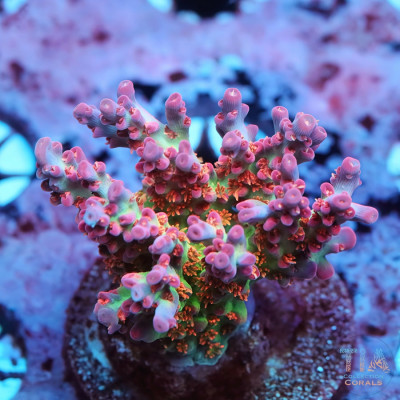 KC Viper Acropora Colony (cut to order)