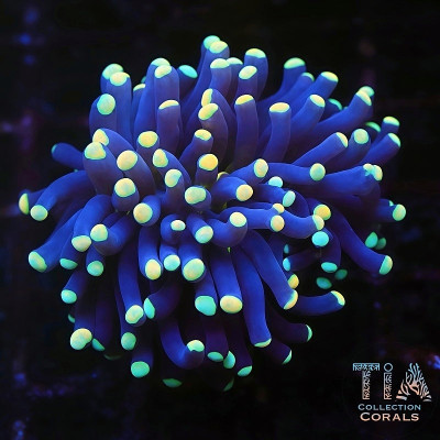 Blue Torch Frag