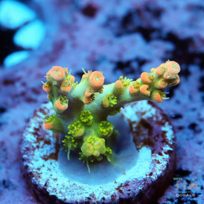 TIA Signature Fruitwood Acropora