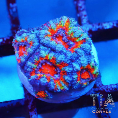 Ultra Rainbow Acan Frag