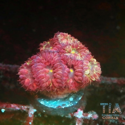 TIA Cherrypop Blasto