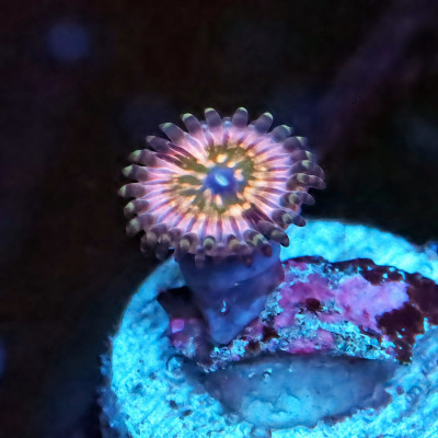 Monster Inc Zoanthids Frag
