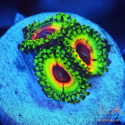 JF Blood Shot Zoanthids