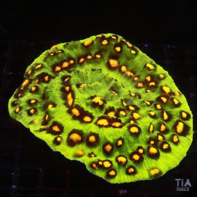 Jason Fox Raja Rampage Chalice Colony (cut to order)