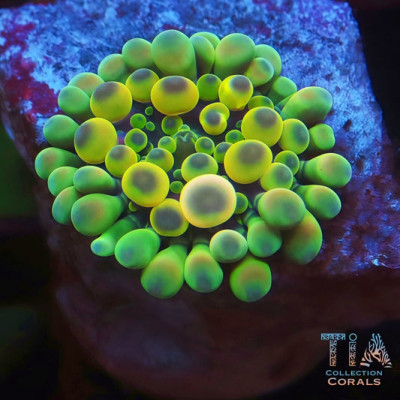 TIA Cosmic Egg Bounce Yuma