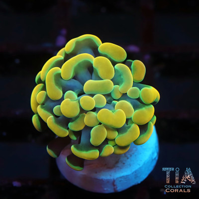 24K Gold Hammer Frag